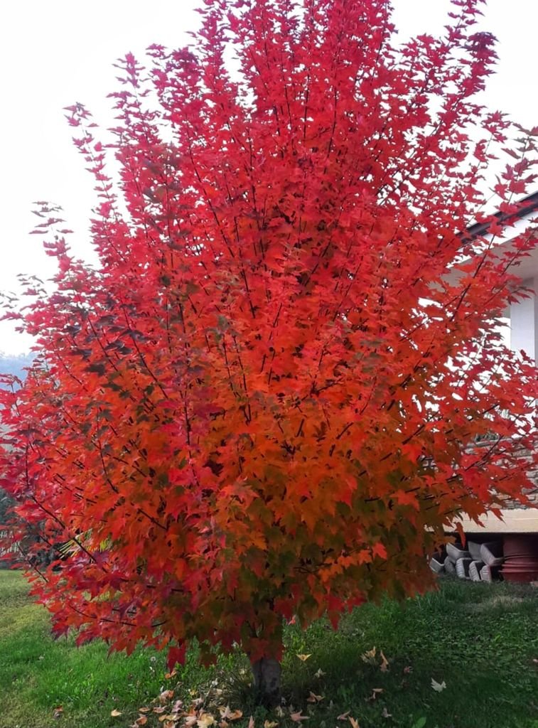 albero rosso Home