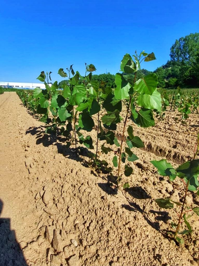 SALVARE L'AMBIENTE CON I PIOPPETI