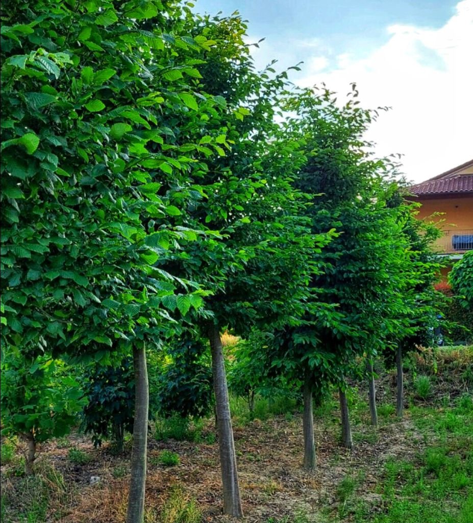 foto alberi chi siamo Chi siamo